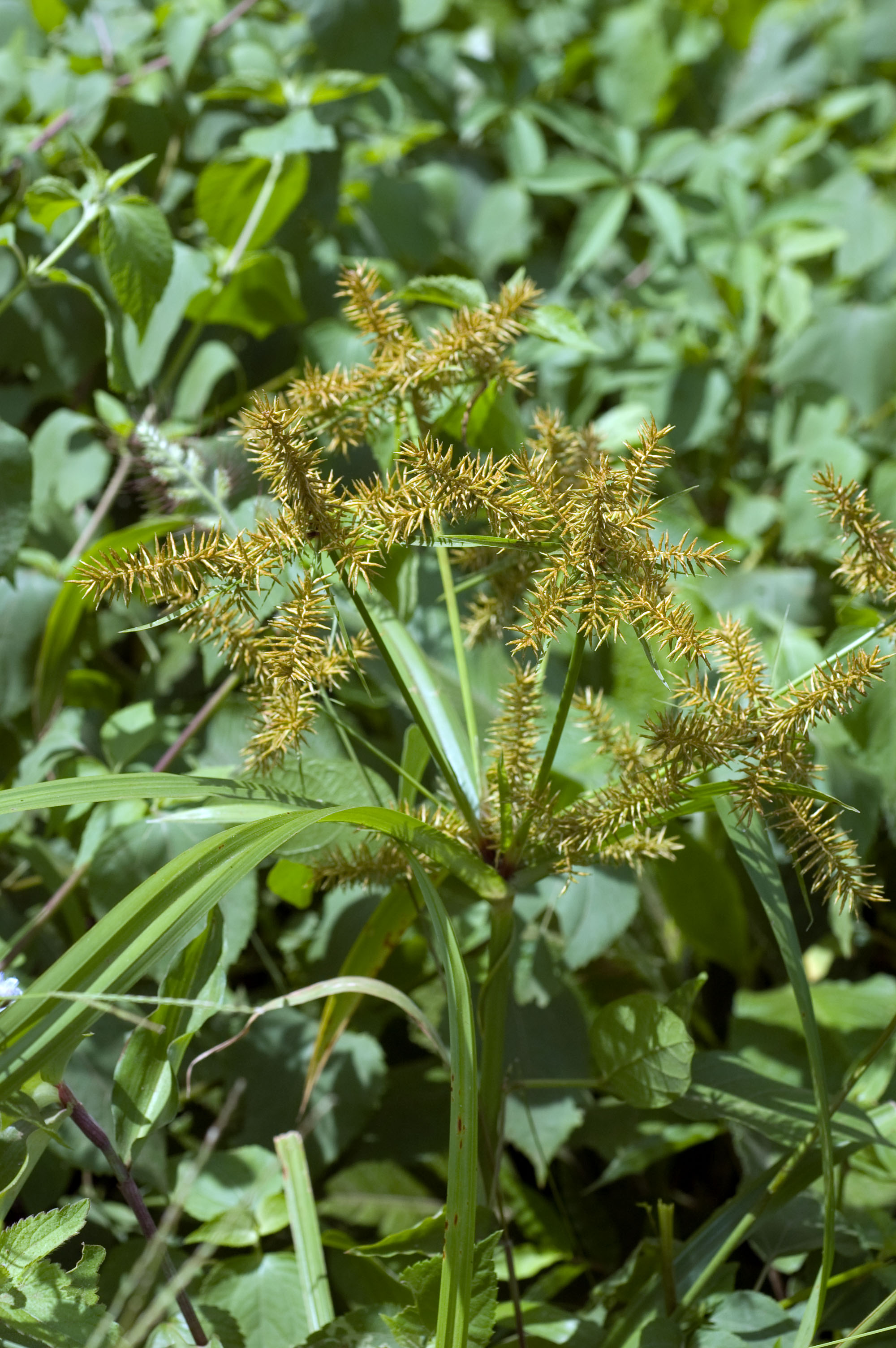 Tibia Snap How to care for Tibial flatsedge - Complete Plant Care Guide ...