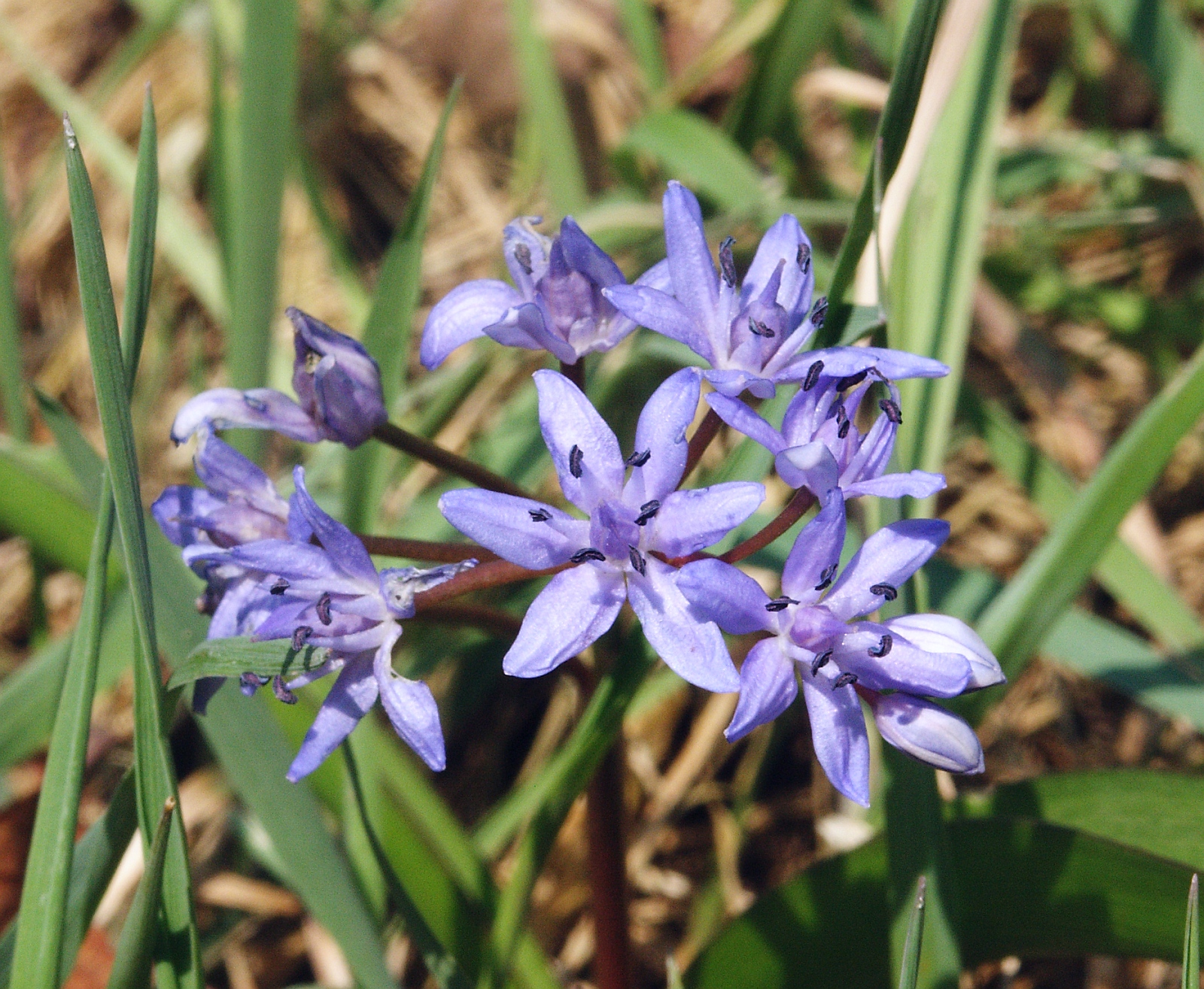 Alpine squill