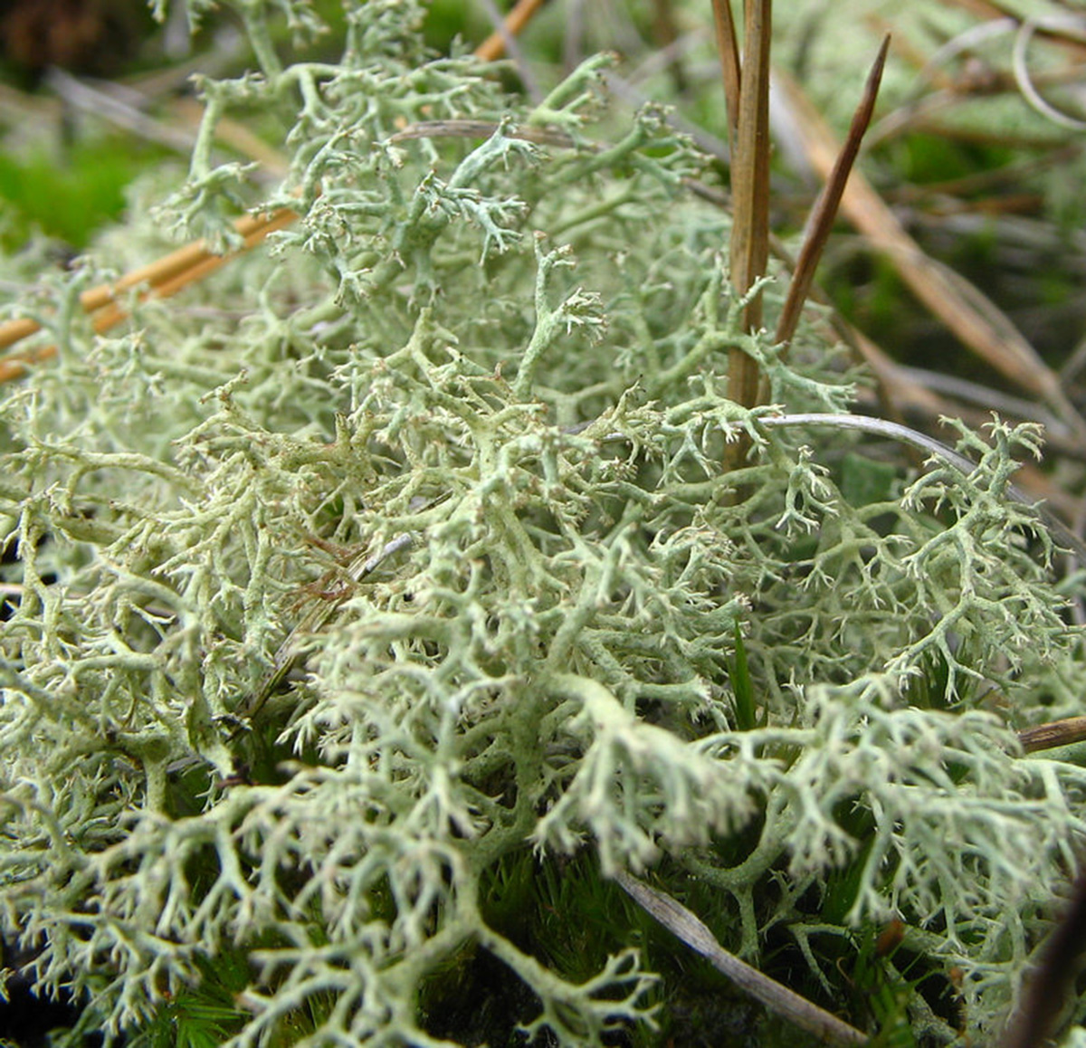 Reindeer moss