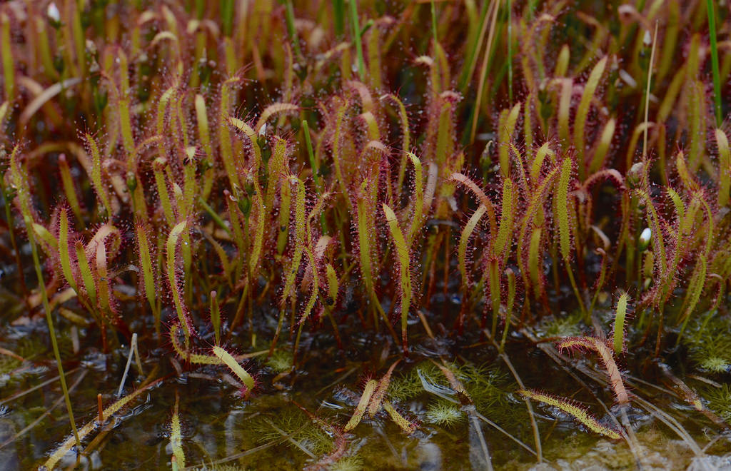 Slender sundew
