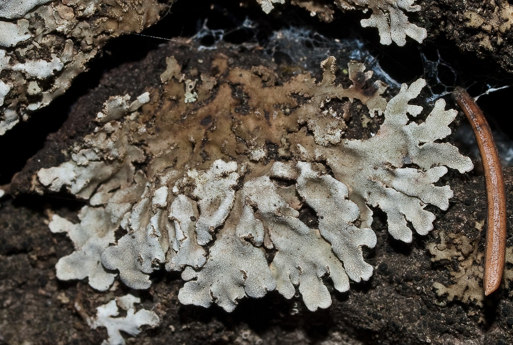 Polished shadow lichen