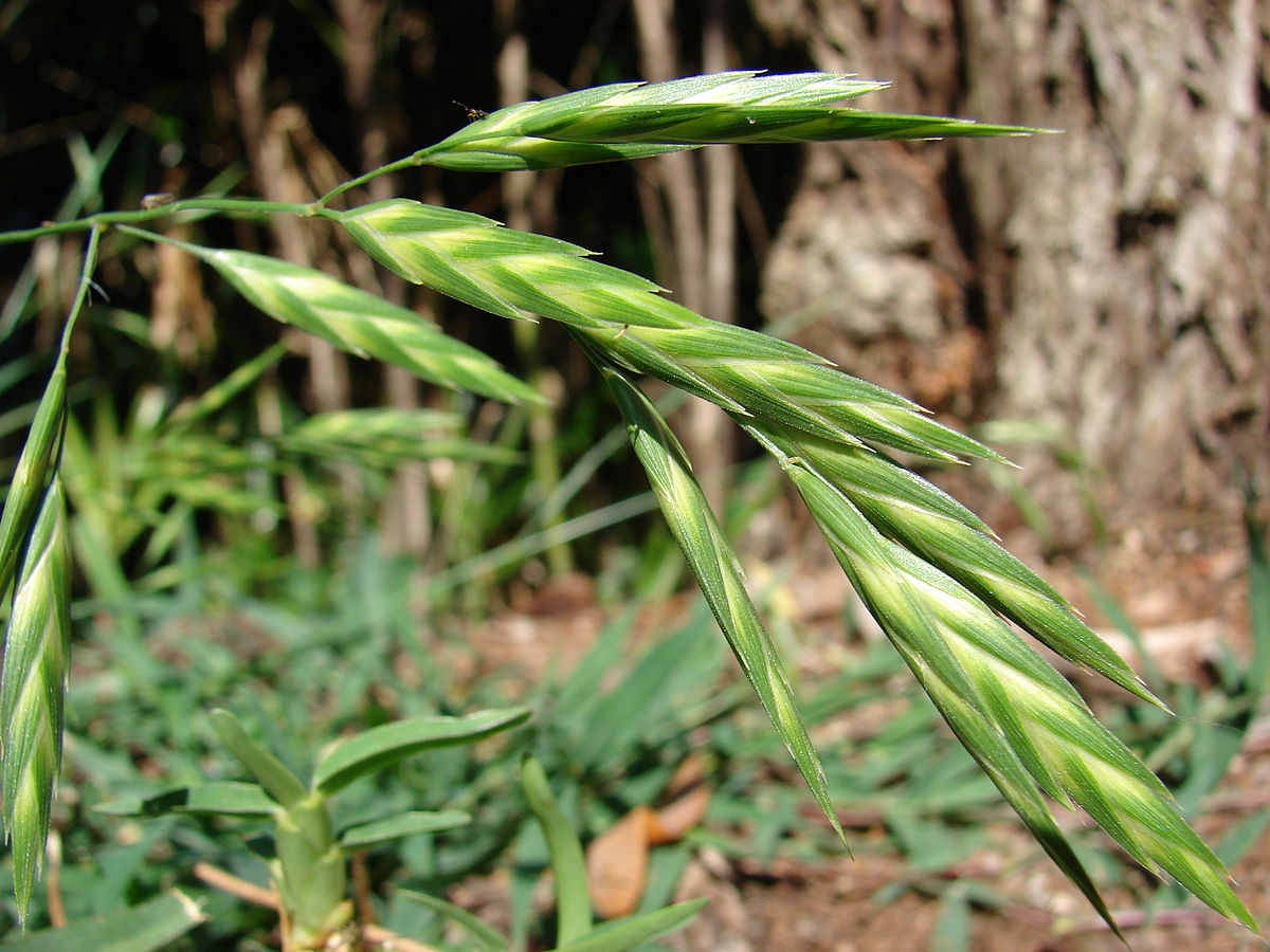 Rescuegrass (Bromus catharticus) - Image 1 of 10