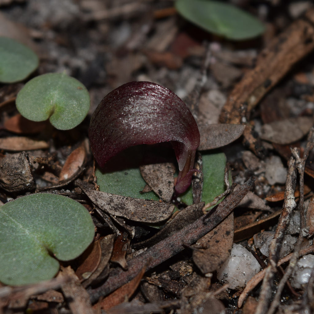 Spurred helmet orchid