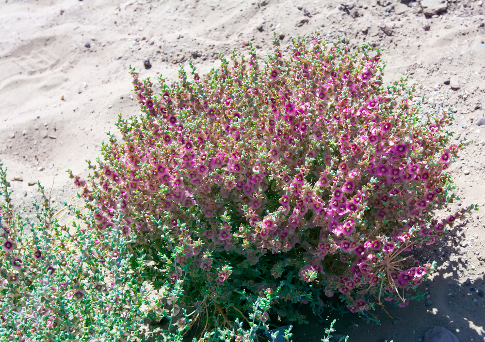 Griffith's saltbush