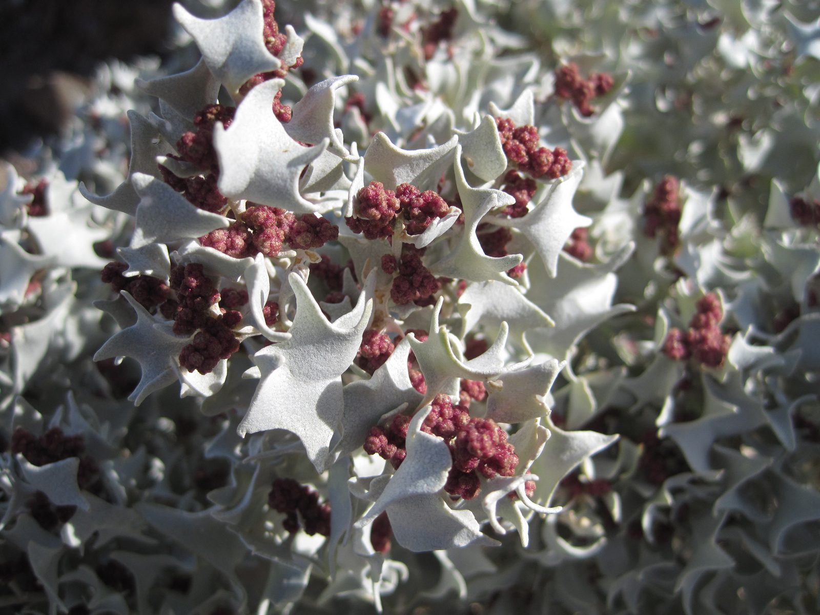 Desert holly