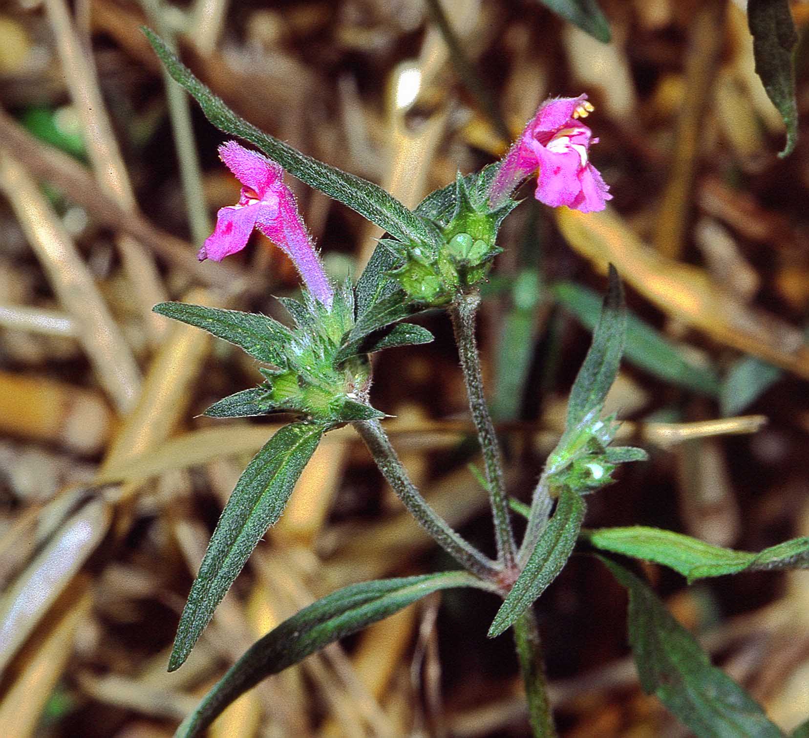 Red hemp-nettle