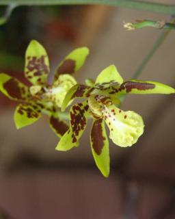 How to care for Mono-color graphorkis - Complete Plant Care Guide ...