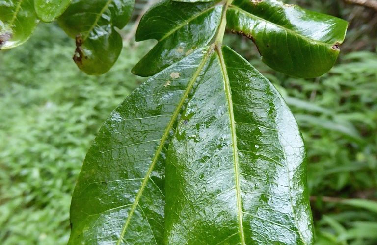 Plantsnap Identify Plants Trees Mushrooms With An App
