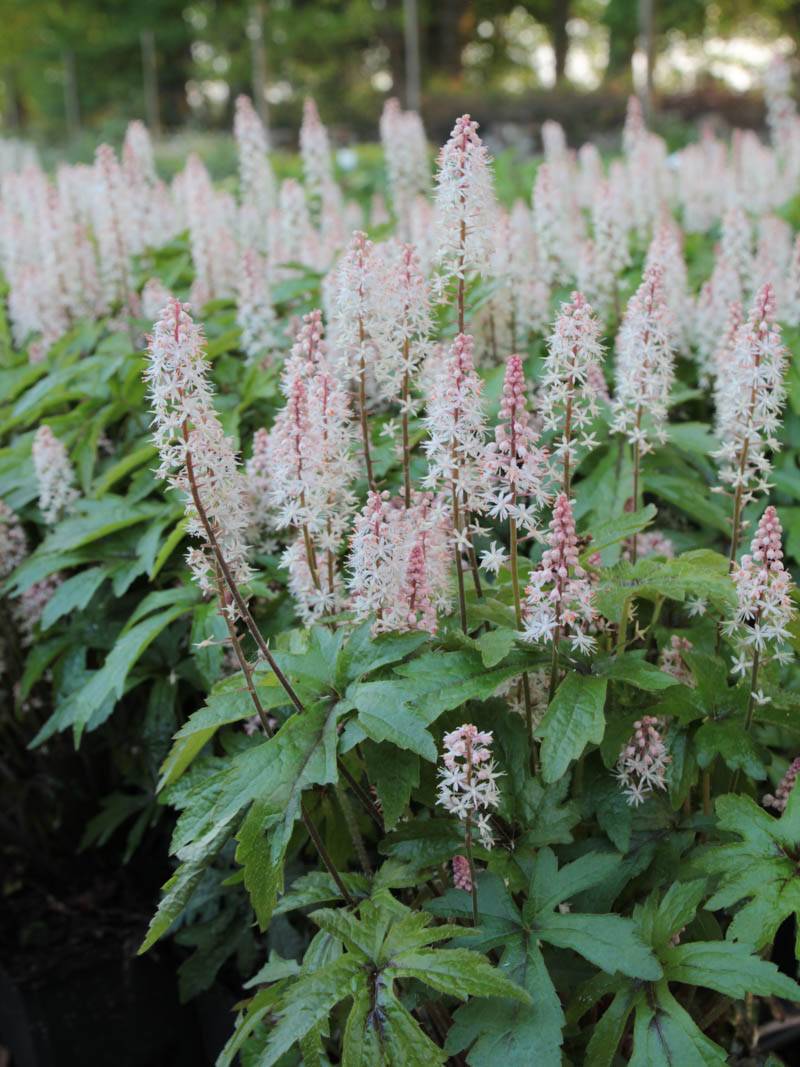 Threeleaf foamflower - Plantsnap