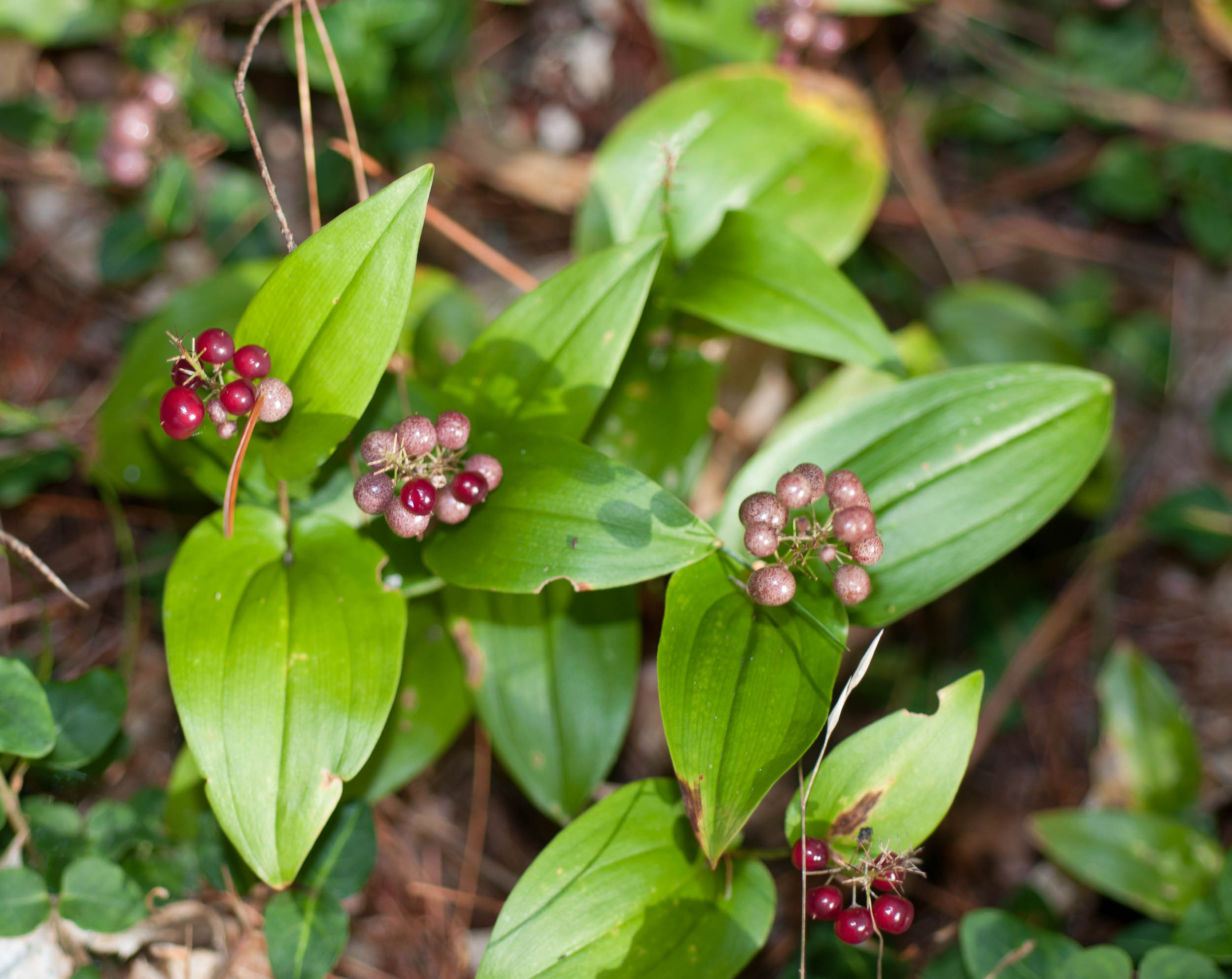 may flower How to care for Canada mayflower - Complete Plant Care Guide