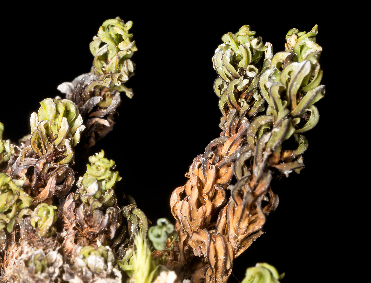 Extinguisher moss