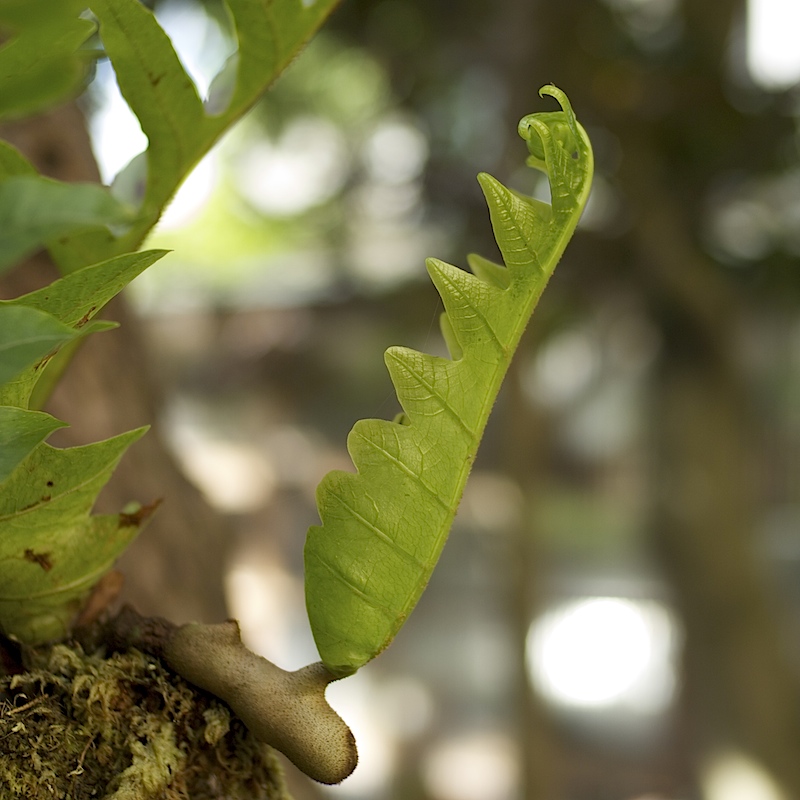 Basket fern