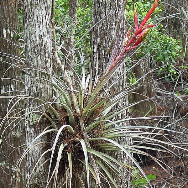 Northern needleleaf