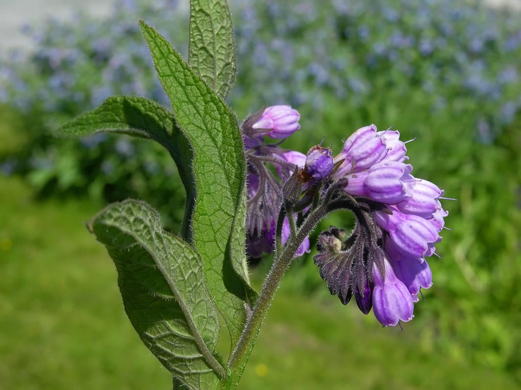 Anatolian comfrey