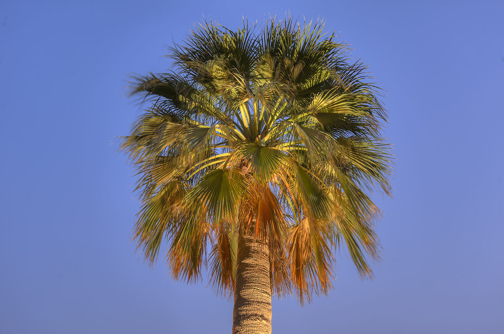 California fan palmの育て方 - 完全お手入れガイド | PlantSnap
