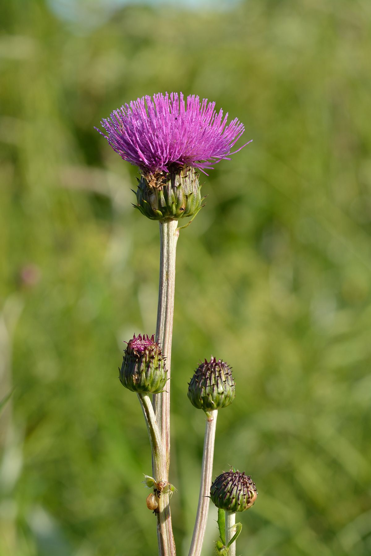 Melancholy thistle