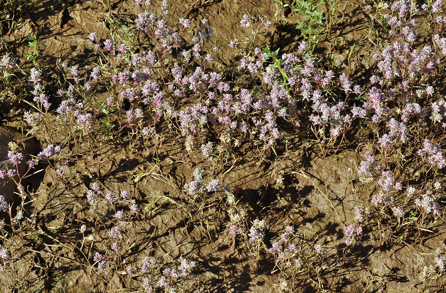 Knotweed