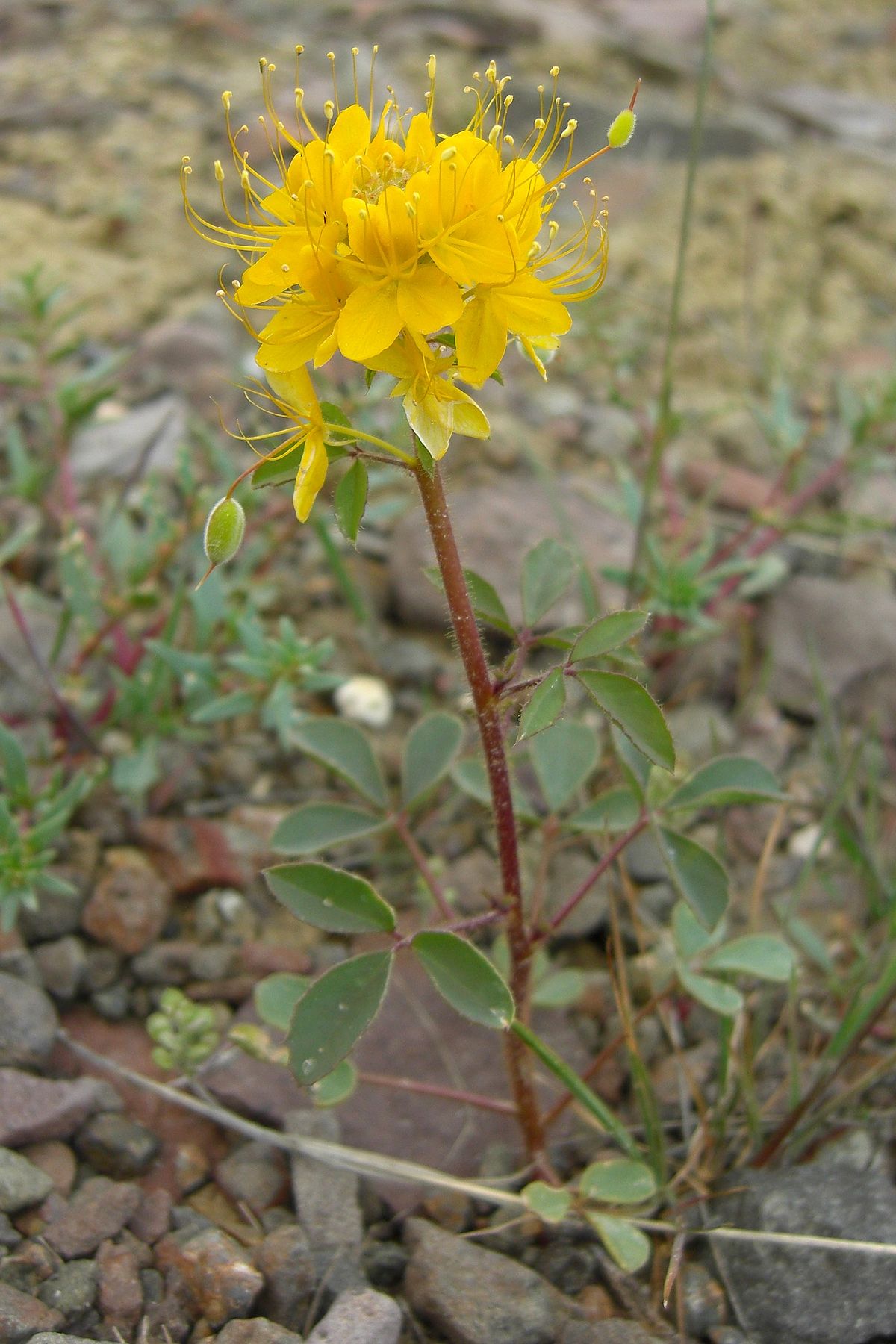 Flat-pod stickleaf