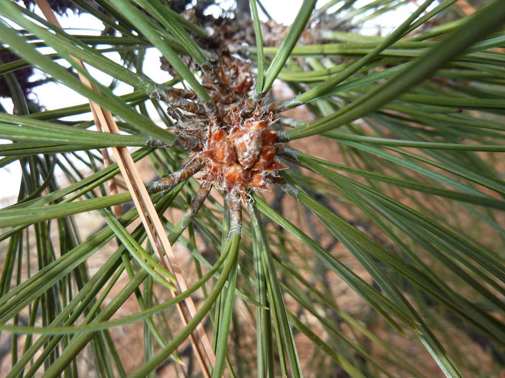 Caribbean pine