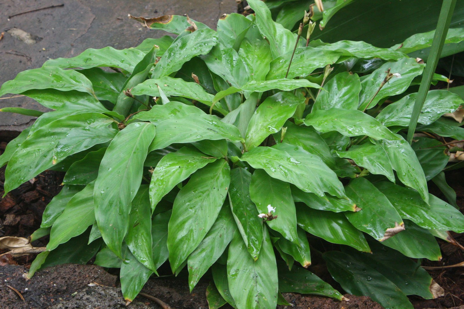How to care for Velvet calathea - Complete Plant Care Guide | PlantSnap -  Plantsnap - Identify Plants, Trees, Mushrooms With An App