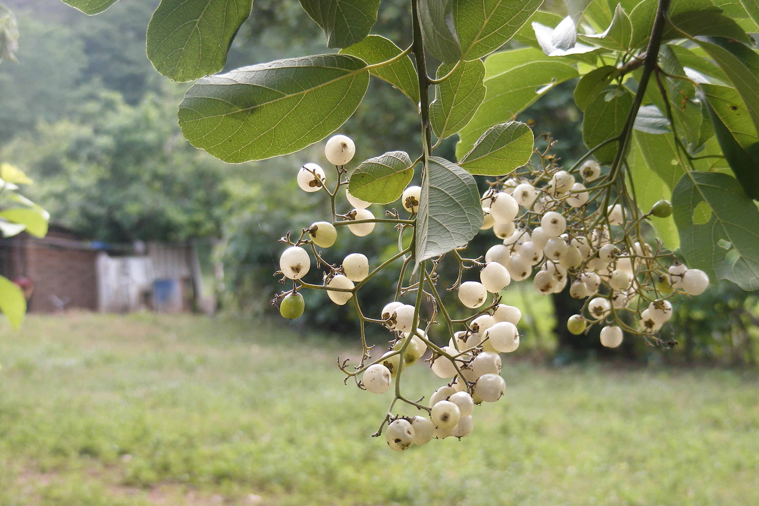 Pigeonplum (Coccoloba longifolia) - Image 1 of 10