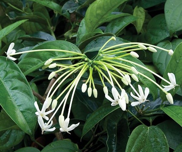 How to care for Burnay - Complete Plant Care Guide | PlantSnap ...