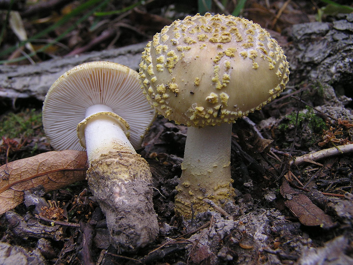 Yellow veiled amanita