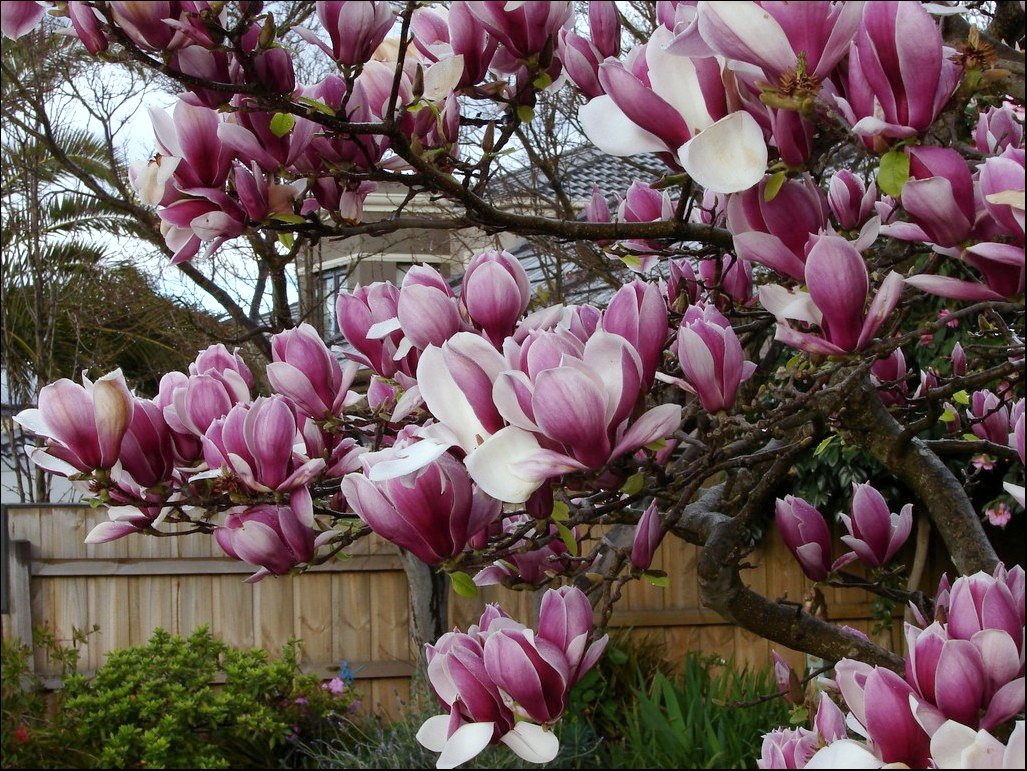 Saucer magnolia