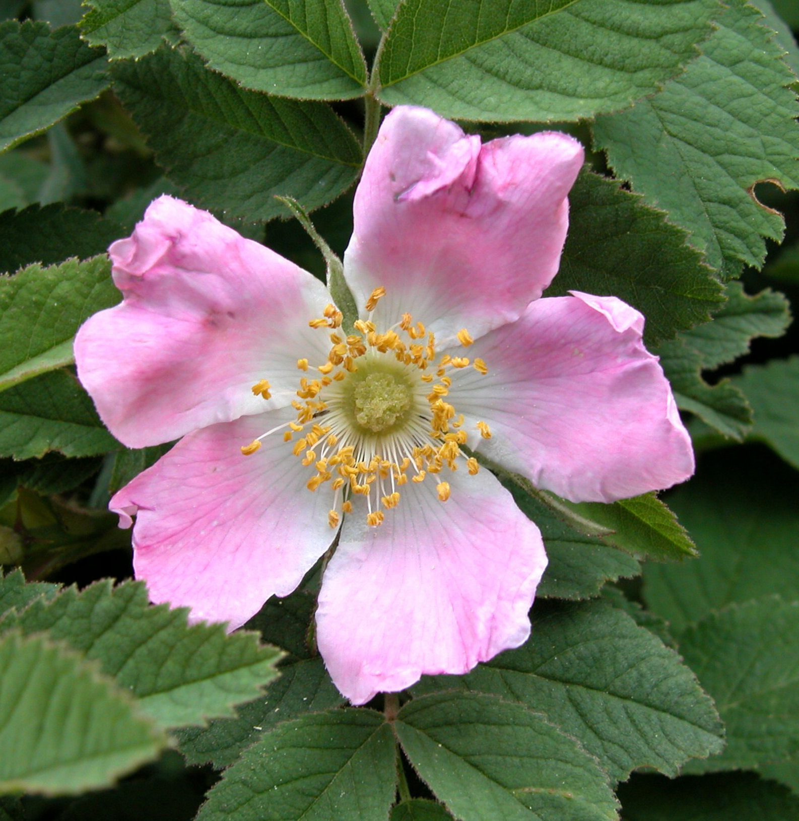 Harsh downy rose