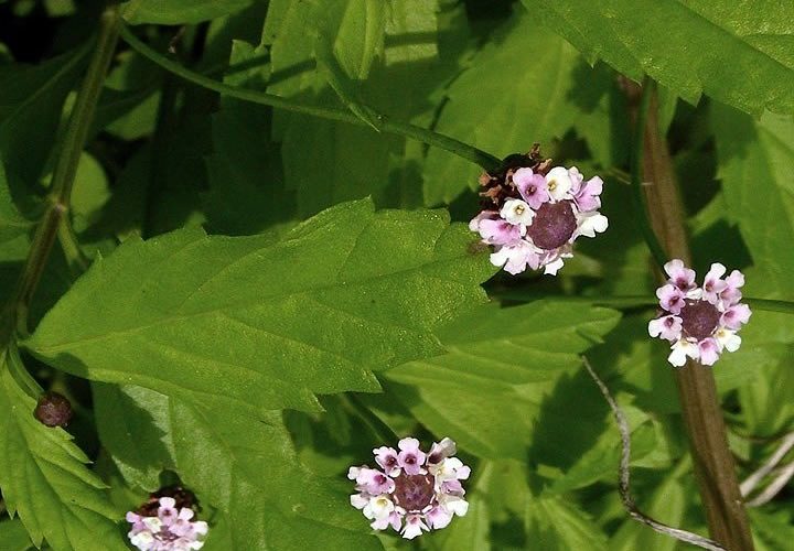 Aztec sweet herb