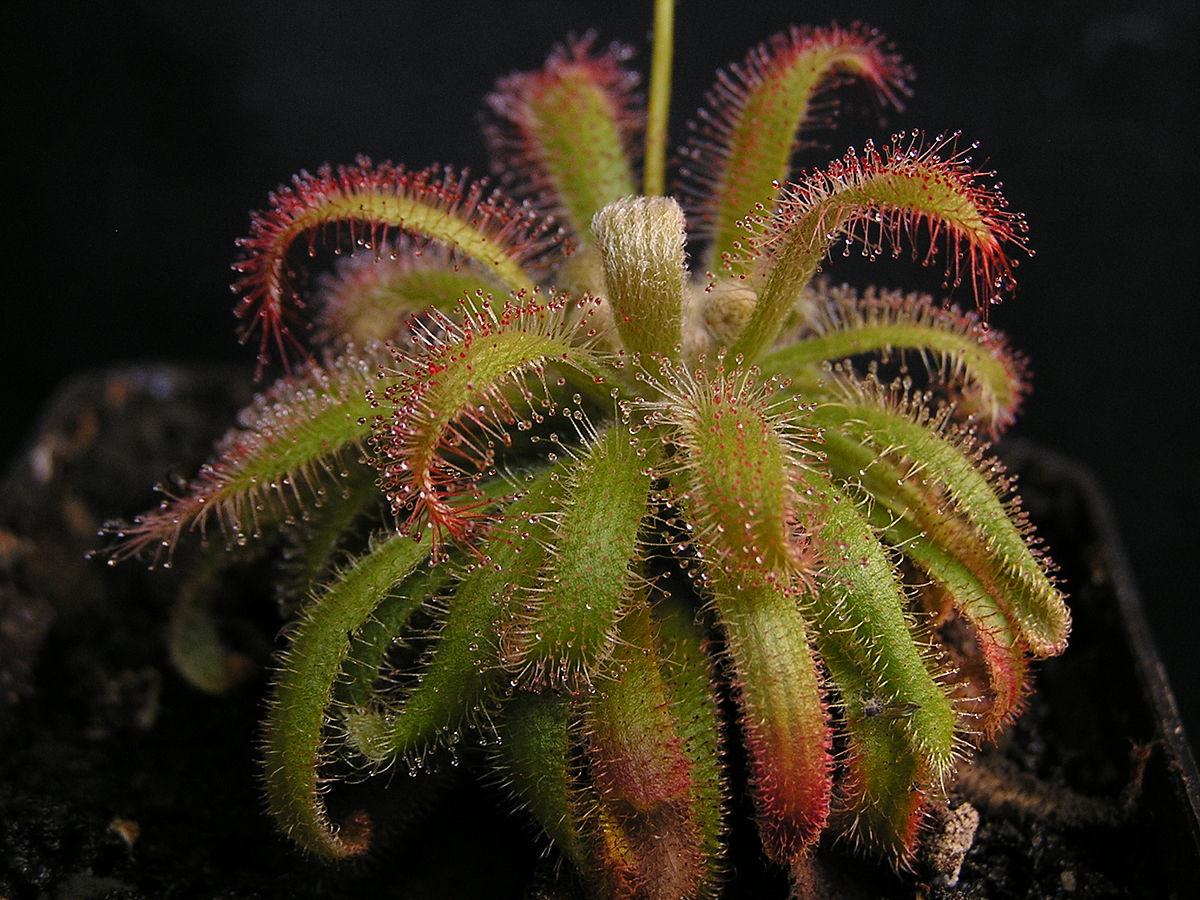 Giant sundew