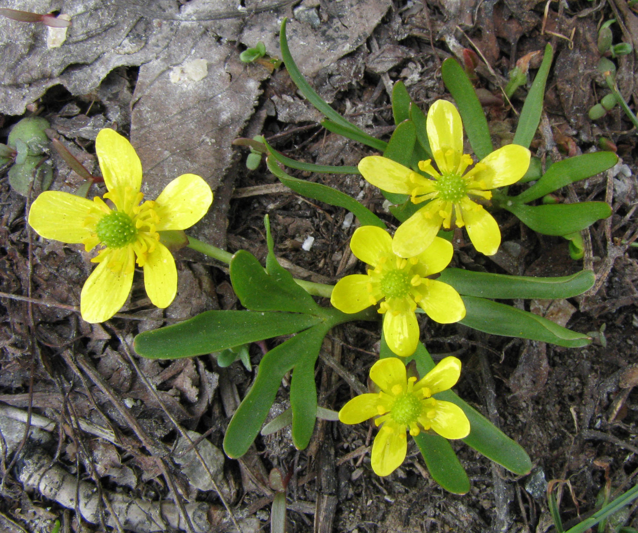 Jove's buttercup