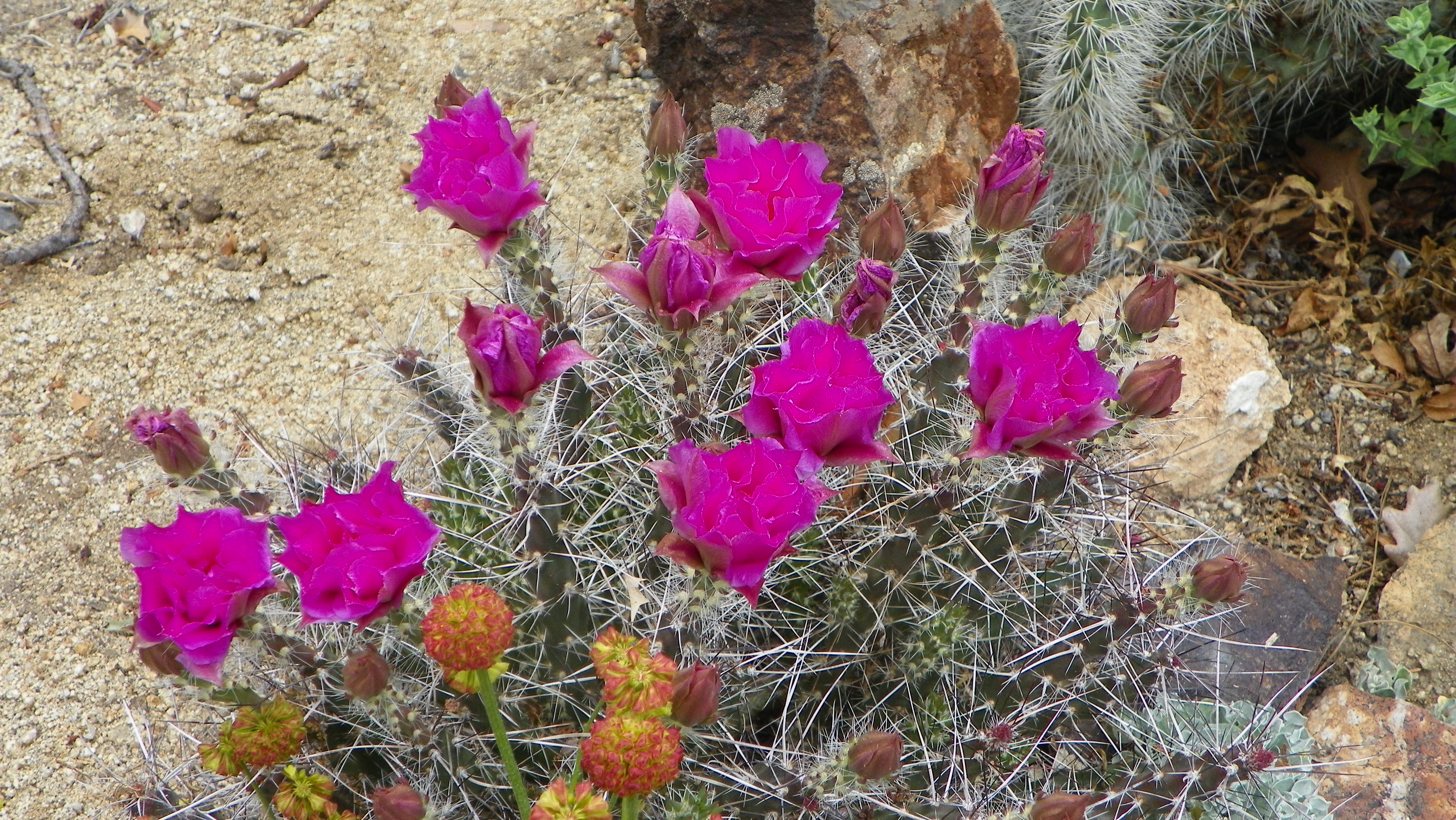 Sand prickly-pear
