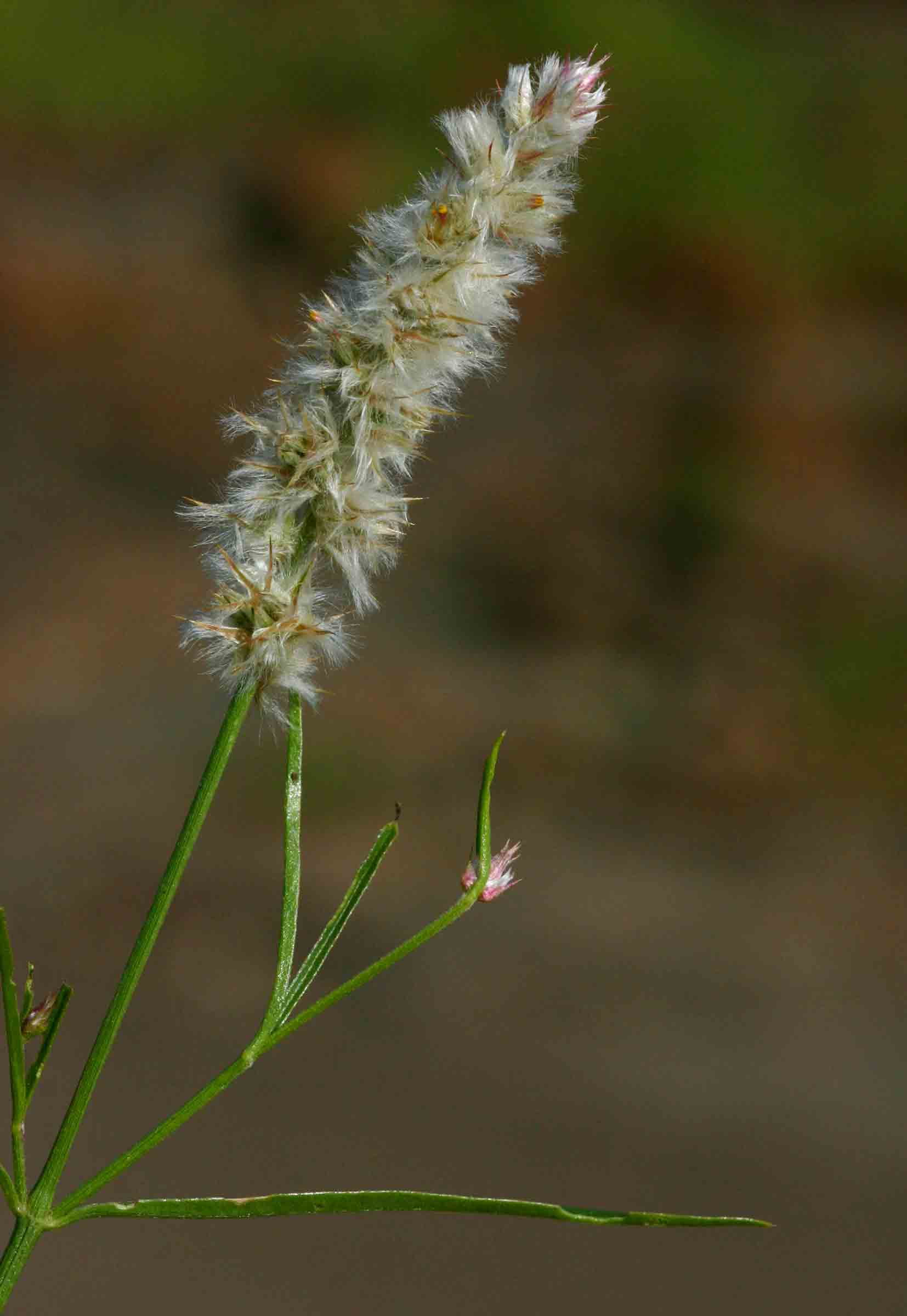 Narrow-leaved cyphocarpa