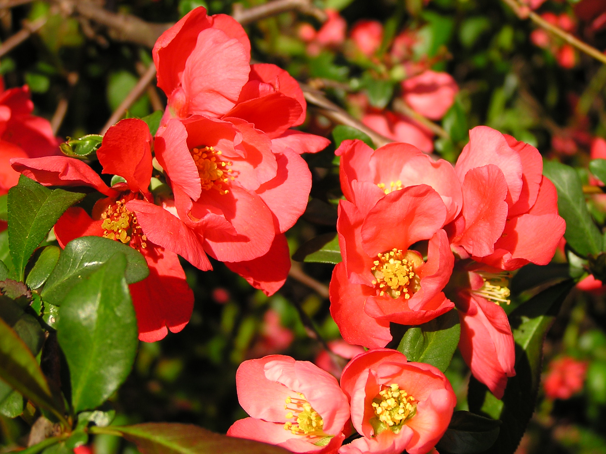 Japanese quince