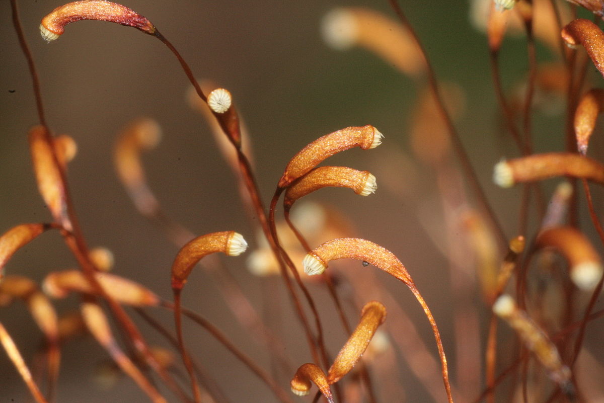 Seliger's sharpiella