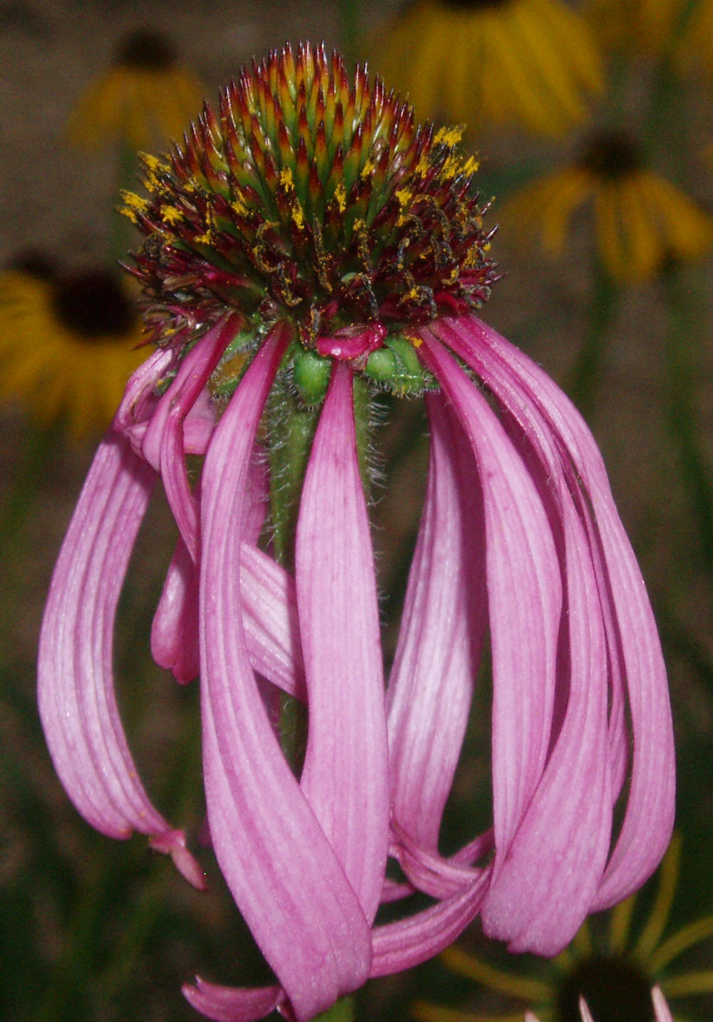 Glade coneflower