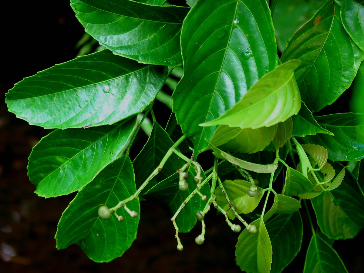 How to care for Bandicoot berry - Complete Plant Care Guide | PlantSnap ...