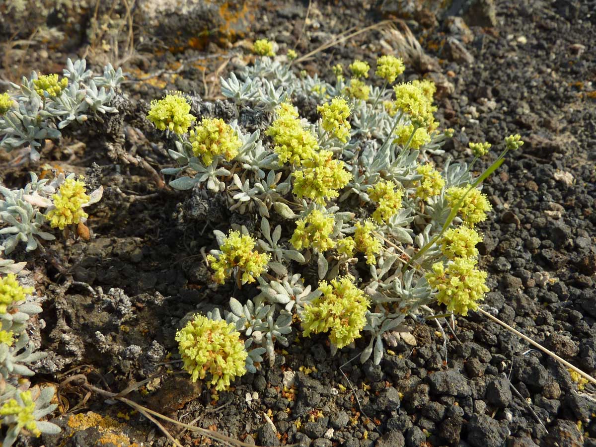 Basalt desert buckwheat