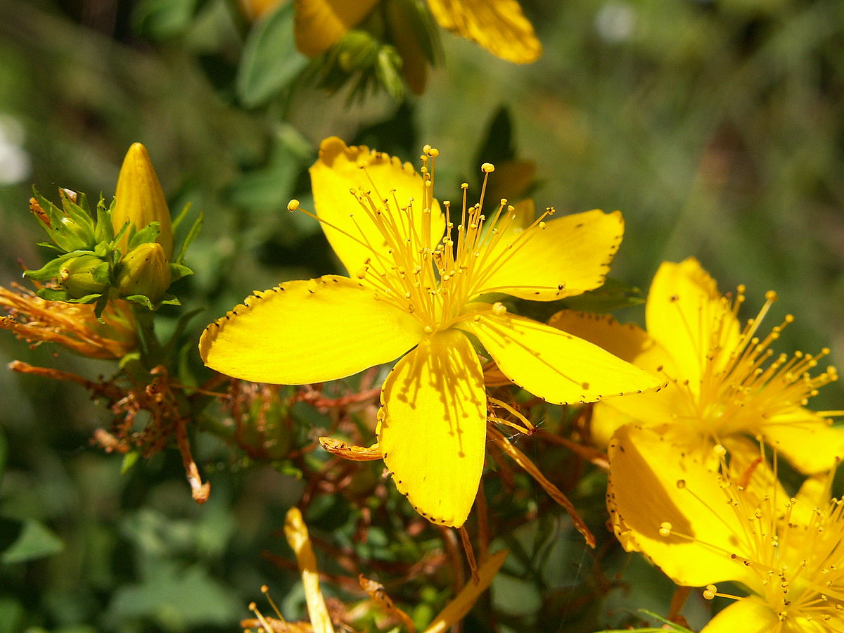 Mountain st. john's wort