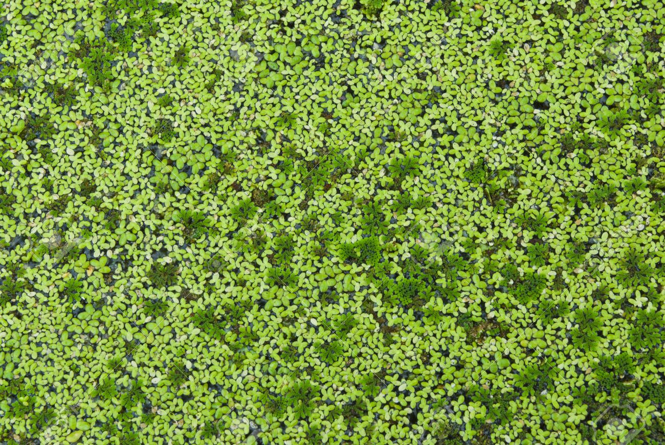 Least duckweed