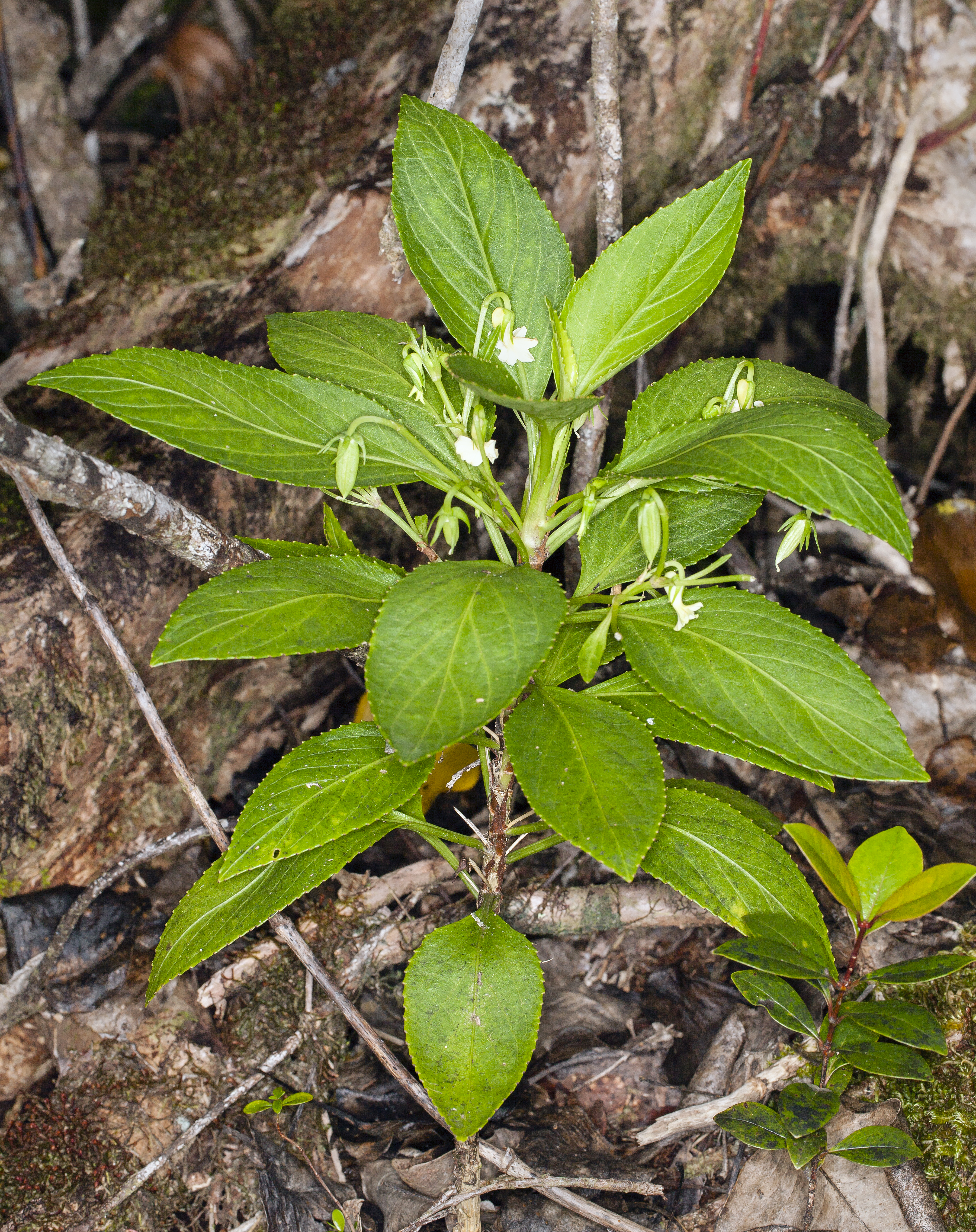 Alakai swamp violet