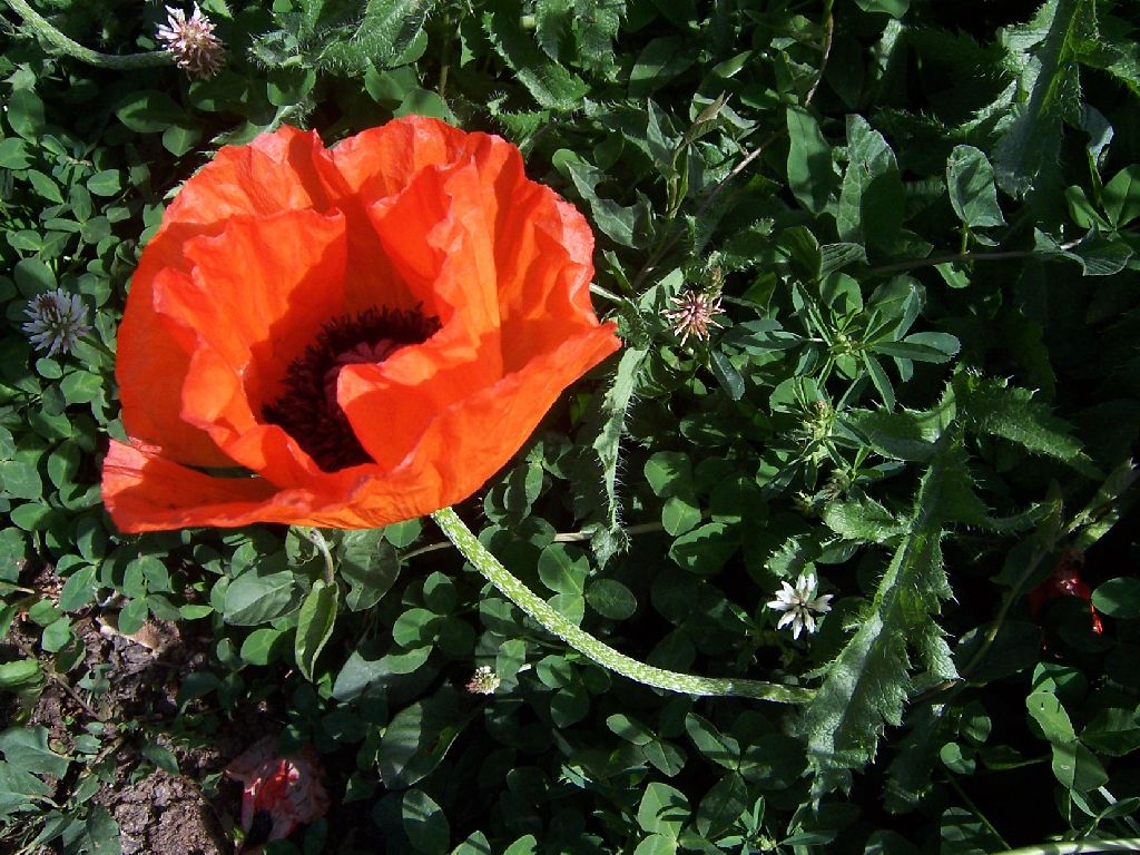 Oriental poppy