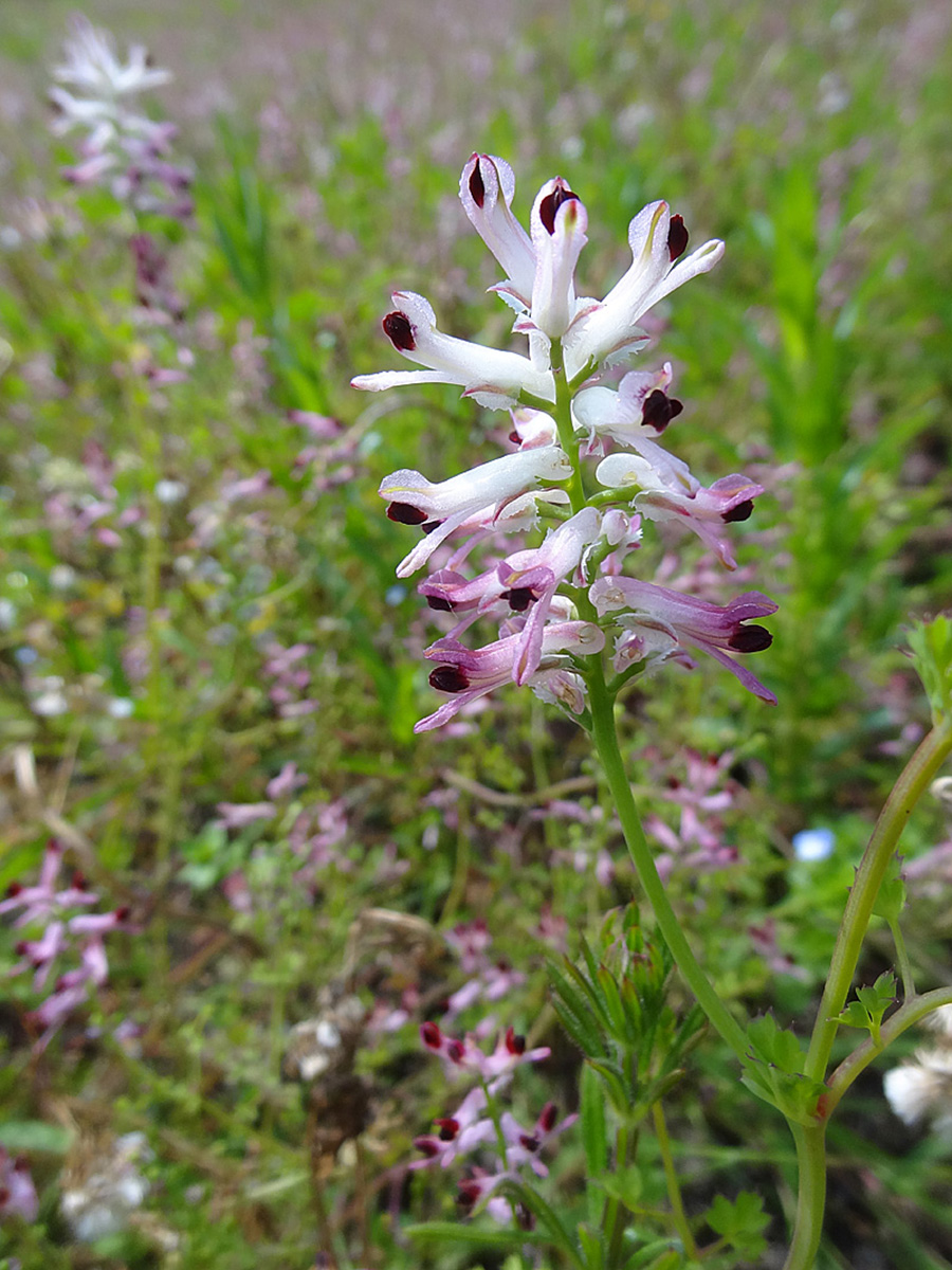 Western fumitory