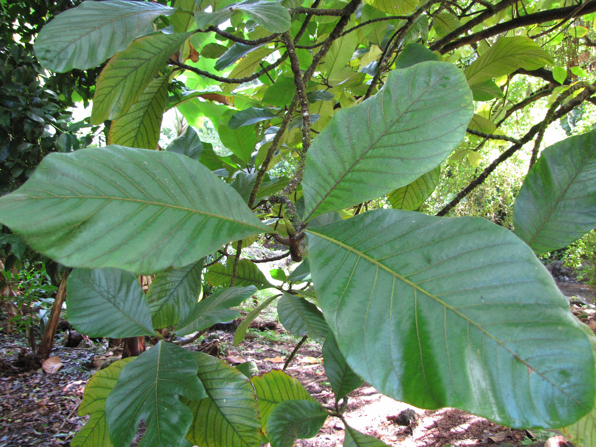 Photo of Marang (Artocarpus odoratissimus) in Province of Aklan