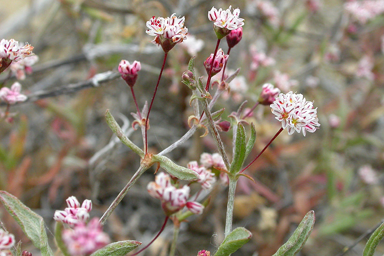 Sharprib wild buckwheat