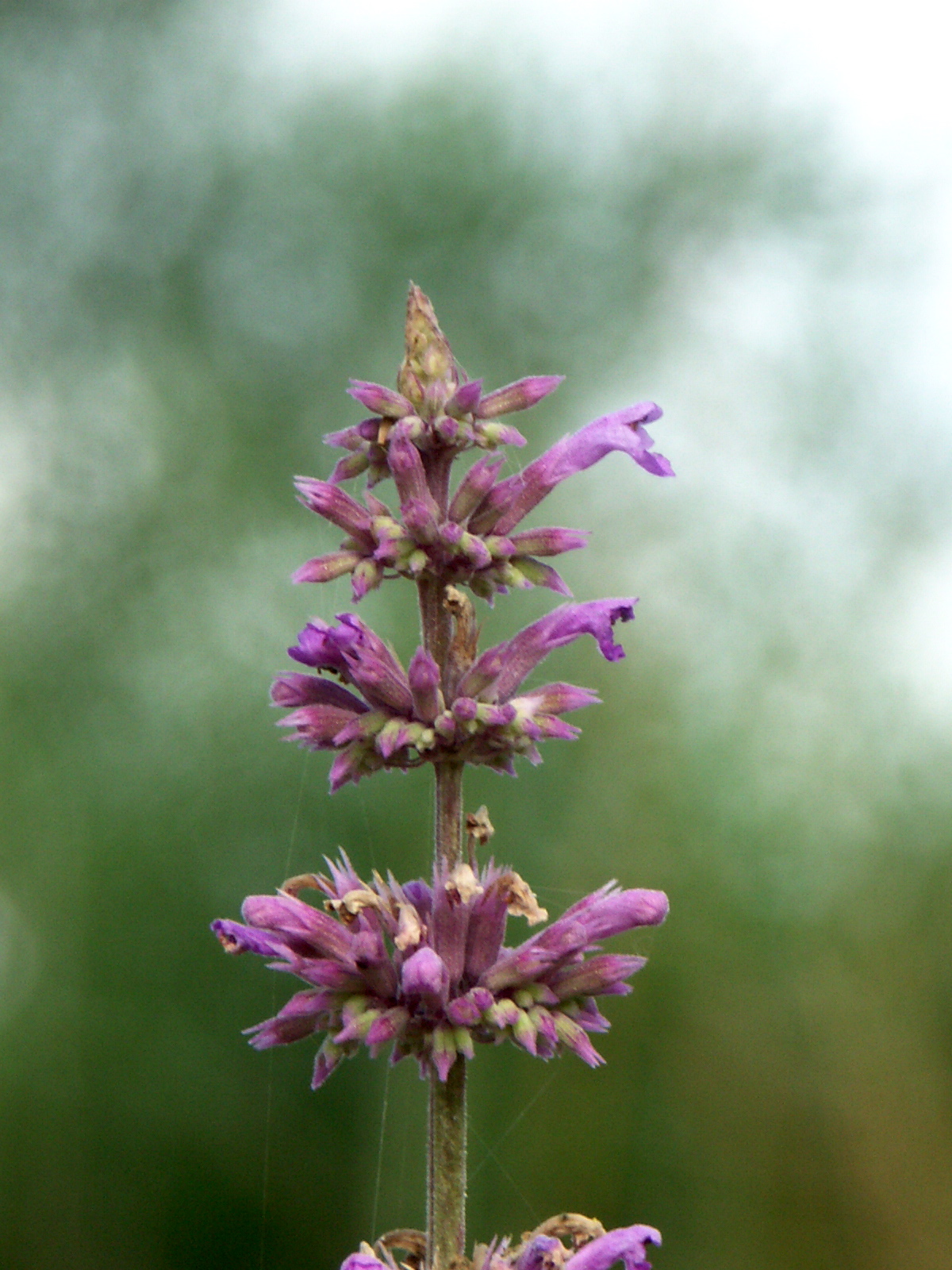 Pringle's giant hyssop