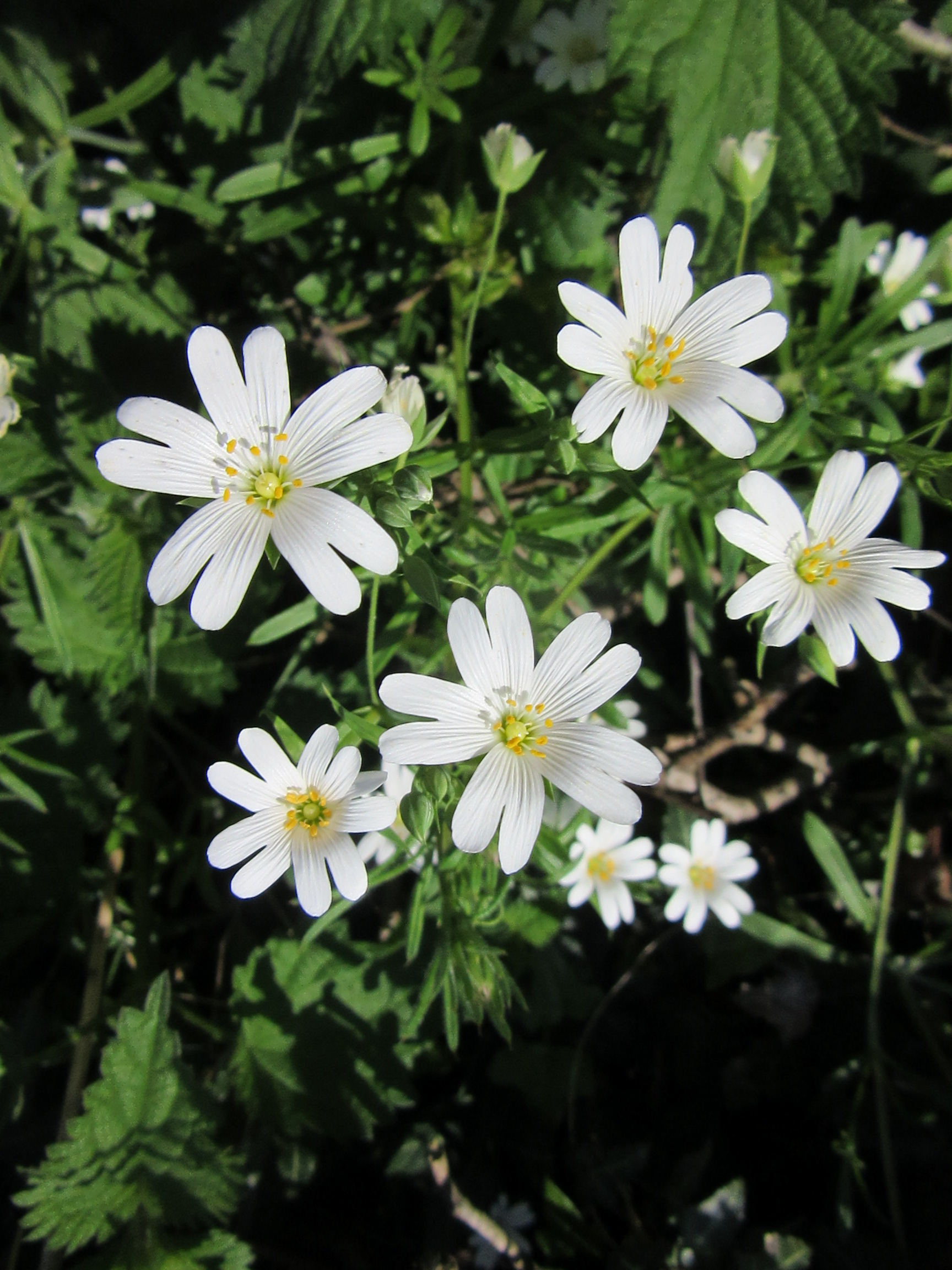 Greater stitchwort