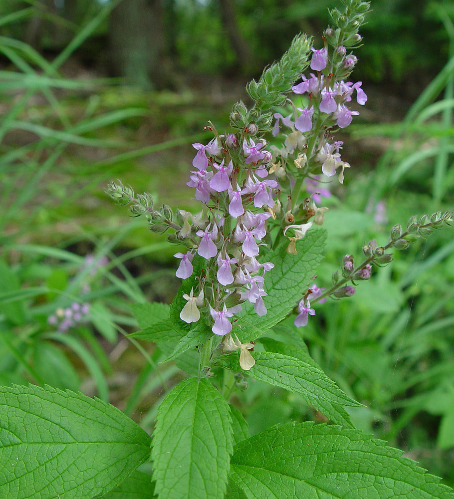 American germander