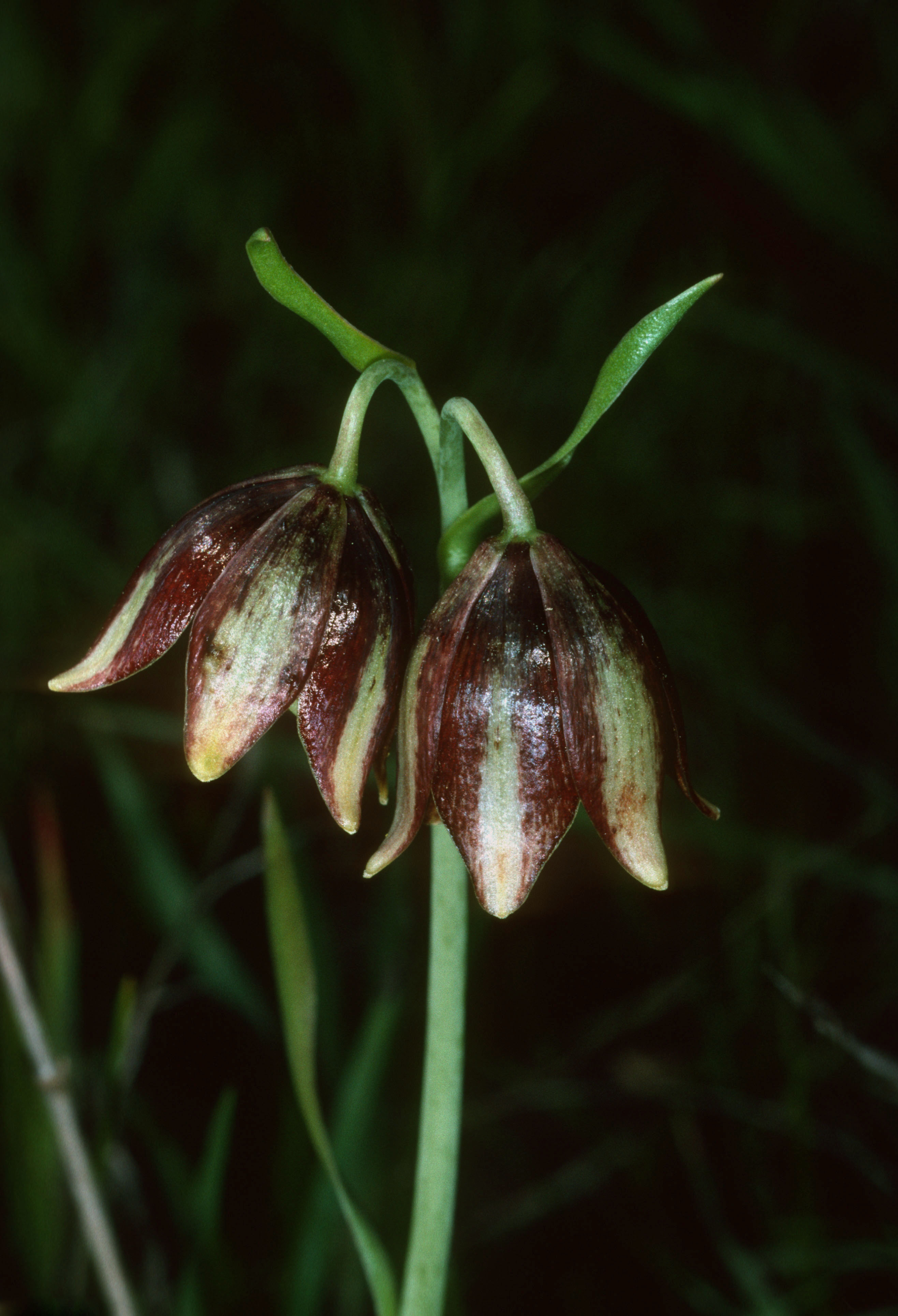 Twinflower fritillary